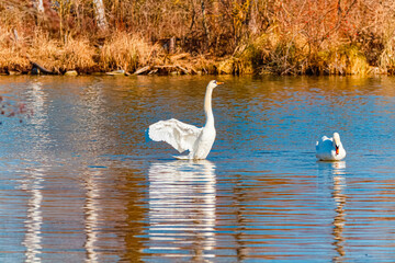 Cygnus olor, mute swan, on a sunny spring day