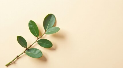 Fototapeta premium A sprig of vibrant green leaves rests elegantly on a pale, creamy background, offering a minimalist botanical design element.