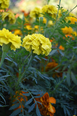Yellow french marigold flower blossom in garden, Yellow french Mari Gold flowers for decorate garden, Close up of beautiful small marigold flower in garden. Marigold flowers bloom in nature