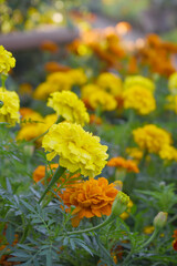 Yellow french marigold flower blossom in garden, Yellow french Mari Gold flowers for decorate garden, Close up of beautiful small marigold flower in garden. Marigold flowers bloom in nature