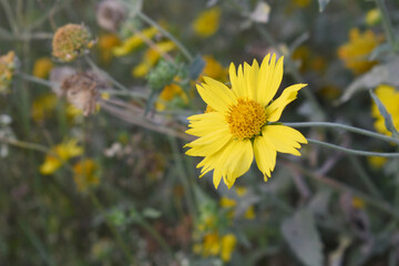 Golden Crownbeard (Also called Golden Crownbeard, Copen Daisy, golden crown beard) in the nature,...