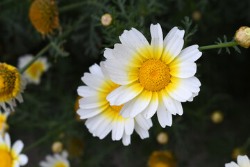 Fototapeta premium White Yellow Crown Daisy, Close-up of a white and yellow crown daisy flower, blooming in nature, Close-up shot of beautiful White yellow Crown Daisy flower (Chrysanthemum coronarium), Crown Daisy,