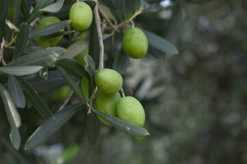 unripe green olives on tree closeup, Olive-tree branch with unripe green olives, olive tree...