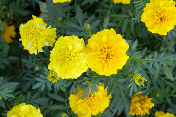Yellow french marigold flower blossom in garden, Yellow french Mari Gold flowers for decorate garden, Close up of beautiful small marigold flower in garden. Marigold flowers bloom in nature