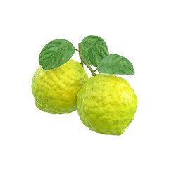 Fototapeta premium Two Fresh Kaffir Limes on Branch with Leaves Isolated on white background