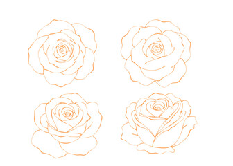 set of elegant gold rose flowers outline. vector illustration on white background.
