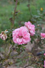 Beautiful pink rose flower closeup in garden, A very beautiful pink yellow rose flower bloomed on the rose tree, Rose flower closeup, bloom flowers, Natural spring flower floral background