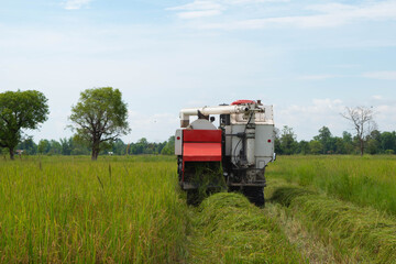 Rice harvesters in the rice fields during the rice harvest season