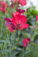 Linum Grandiflorum Rubrum Scarlet Flax bloomed in the garden on a flower bed, Red Linum Grandiflorums closeup in nature, Red flaxs or flowering flaxs, scarlet flax, crimson flax flower head close-up