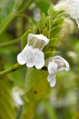 A green Plant of Justicia adhatoda vasica or malabar nut plant in selective focus and background blur, the white Justicia adhatoda blossom in spring, Chakwal, Punjab, Pakistan