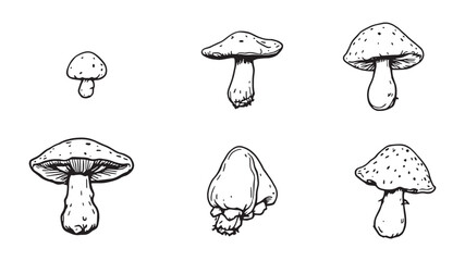 Shimeji mushroom line art delicate detailed drawing