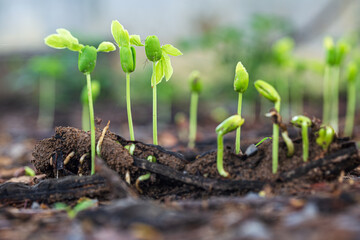Close-up macro of seedling,Close Up. Spring Garden Work Concept. Beautiful Agriculture At Springtime Green Seedling. Green Shoots In Spring. Plantings Grow.