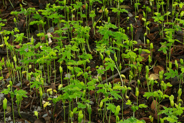 Close-up macro of seedling,Close Up. Spring Garden Work Concept. Beautiful Agriculture At Springtime Green Seedling. Green Shoots In Spring. Plantings Grow.