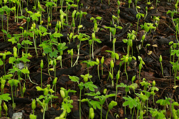 Close-up macro of seedling,Close Up. Spring Garden Work Concept. Beautiful Agriculture At Springtime Green Seedling. Green Shoots In Spring. Plantings Grow.