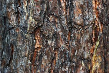 pine bark in the forest, spring