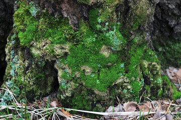 green moss in the forest in spring