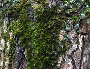 green moss in the forest in spring
