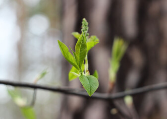 New leaves appear on the tree branch
