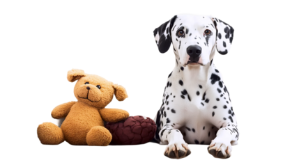 Pongo the Dalmatian Enjoying Couch Time