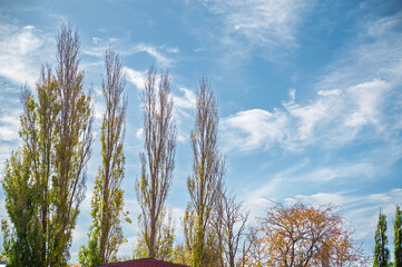 Obraz premium Low angle view of autumn trees against blue sky background, Terang, Victoria, Australia