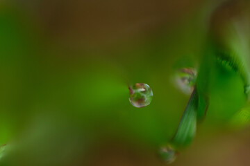 Macro shot of morning dew at the lawn