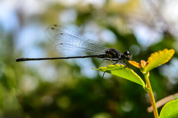 Dragonfly on the twigs and Leaf in Garden.