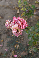 Beautiful pink rose flower closeup in garden, A very beautiful pink yellow rose flower bloomed on the rose tree, Rose flower closeup, bloom flowers, Natural spring flower floral background