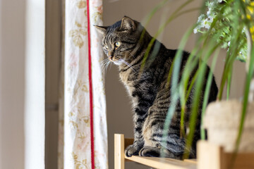 Tabby Cat Gazing Outside from Wooden Shelf