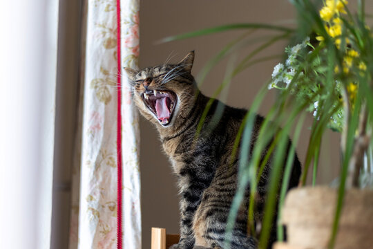 Tabby cat yawning widely while sitting next to a colorful curtain and potted plants. Its expression conveys relaxation in a cozy home environment, highlighting the domestic scene. - Powered by Adobe