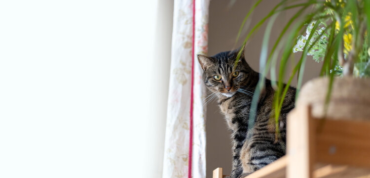 Tabby Cat Sitting by a Curtain with Space for Text