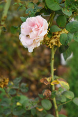 Beautiful pink rose flower closeup in garden, A very beautiful pink yellow rose flower bloomed on the rose tree, Rose flower closeup, bloom flowers, Natural spring flower floral background