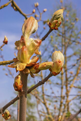 Spring chestnut buds bursting on branches under a clear blue sky