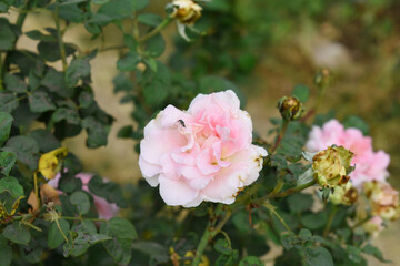 Beautiful pink rose flower closeup in garden, A very beautiful pink yellow rose flower bloomed on the rose tree, Rose flower closeup, bloom flowers, Natural spring flower floral background
