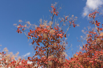 Autumn foliage resembling a fluffy flame tree against a blue sky background