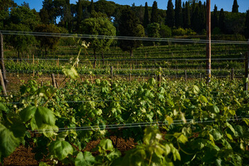 terrestrial plant of the Grapevine family in an agricultural landscape