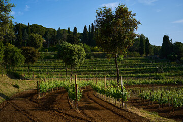 terrestrial plant of the Grapevine family in an agricultural landscape
