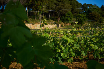 terrestrial plant of the Grapevine family in an agricultural landscape