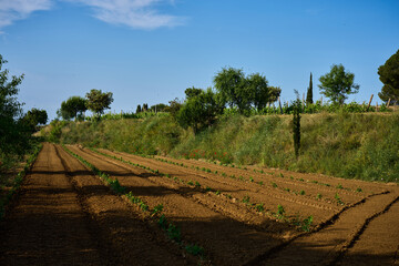 terrestrial plant of the Grapevine family in an agricultural landscape