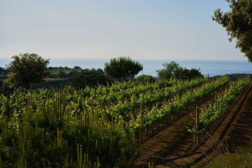 terrestrial plant of the Grapevine family in an agricultural landscape