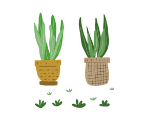 Minimalist Botanical Plants in Pots