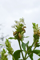 A green Plant of Justicia adhatoda vasica or malabar nut plant in selective focus and background blur, the white Justicia adhatoda blossom in spring, Chakwal, Punjab, Pakistan