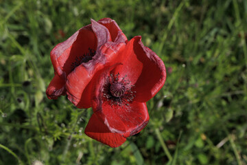 Papaver poppy flower close up delicate petals characteristic