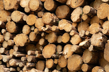 Pile of felled trees or stack of logs in a forest, deforestation industry