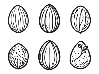 Almonds line art vector illustration