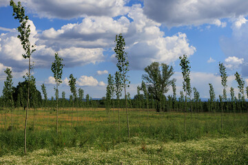 Po Valley landscape trees flowers sky horizon sun intense summer