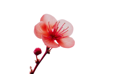 a pink flower with a white background