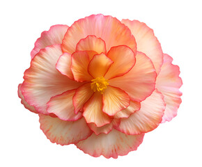 Beautiful Begonia petals