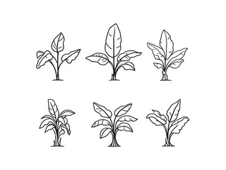 Banana Plant line art vector illustration