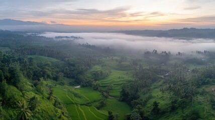 Naklejka premium Aerial View Of Sunrise Mist Over Golden Paddies In Lush Green Landscape Of Bali Indonesia