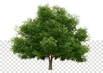  Real linden tree isolated on white background PNG